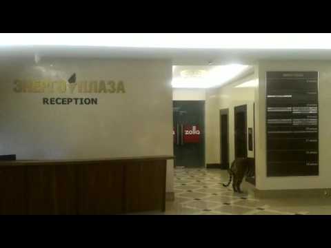 Тигр в Хабаровске