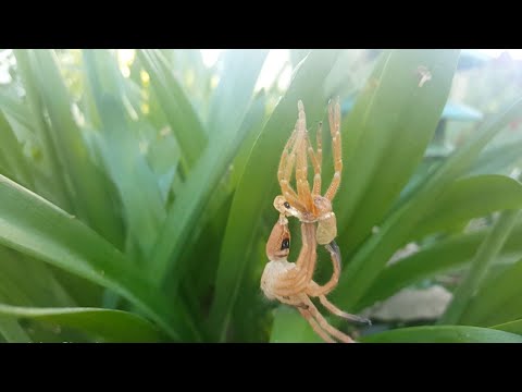 Huntsman Spider Shedding It's Skin