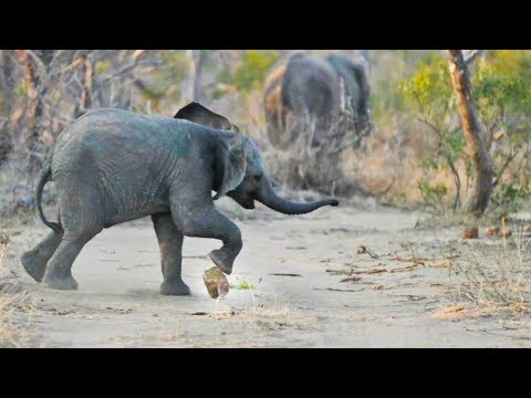 World's Best Elephant Soccer Player