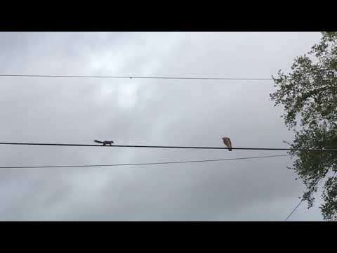 Squirrel dodges hawk - 1036339