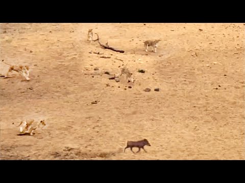 Warthog Doesn't Realize the 7 Lions Behind It!