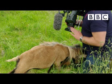 Cameraman smacked in the nuts by angry sheep ???? - BBC