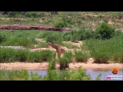 Giraffe struggles to escape crocodile's jaws