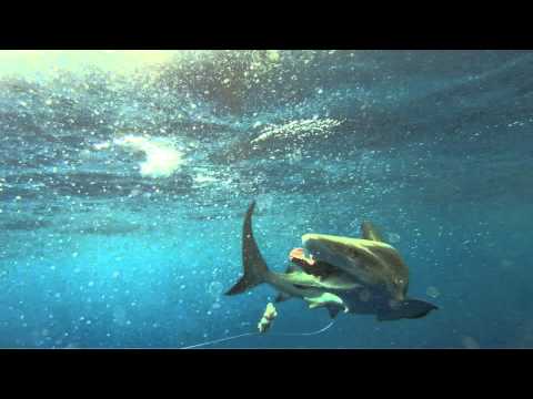 Shark Stomach Eversion