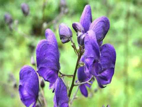 نباتات سامة - تسبب الوفاة - قد توجد في حديقة منزلك