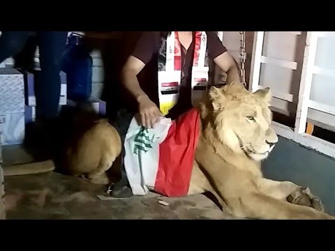 شاهد أسد من مظاهرات ألعراق .بابل وتفاعل ألناس عجيب