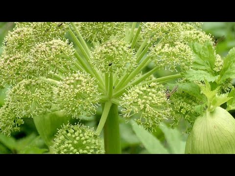 فوائد حشيشة الملاك للحمل