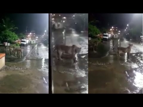 A Pride of Lions Entered into the Streets of Junagarh, Gujarat