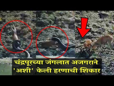 Python Killed Deer In Central Chanda Division Chandrapur Forest Video Viral