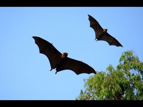 فيديو مُخيف : ظهور خفافيش بمستشفى في السعودية