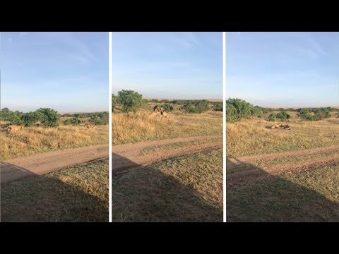 Lion Brothers Battle For Supremacy