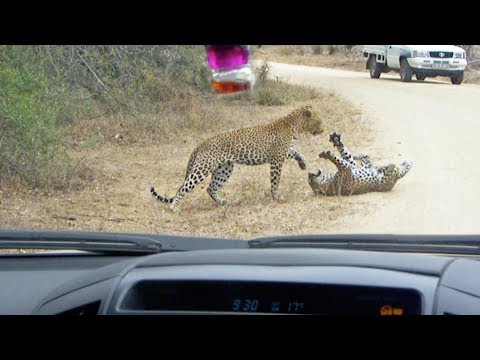 Leopard Death Battle in the Road!