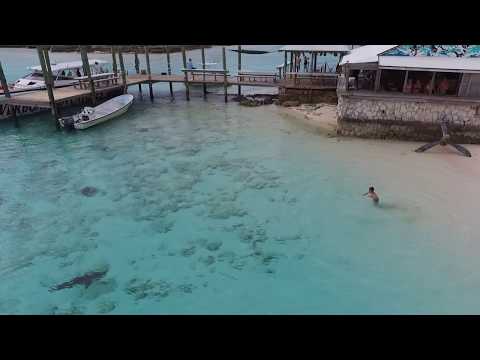 Sharks with a child.