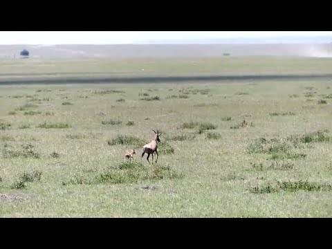 Cheetah brothers come out of nowhere and hunt a topi