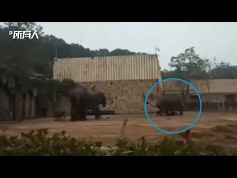 Elephant trampled zookeeper to death at zoo in Changsha on Christmas Eve