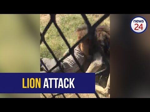 WATCH: Game reserve owner hospitalised after being mauled by a lion