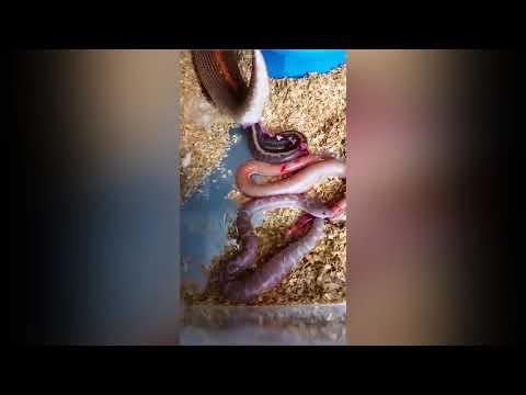 كيف تلد الثعابين صغارها !!