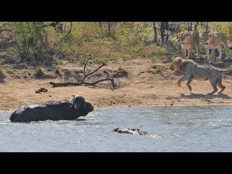 Herd Rescues Buffalo from Lions and Crocodiles!