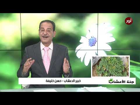 فوائد رجل الاسد للتنحيف مع خبير الاعشاب حسن خليفة