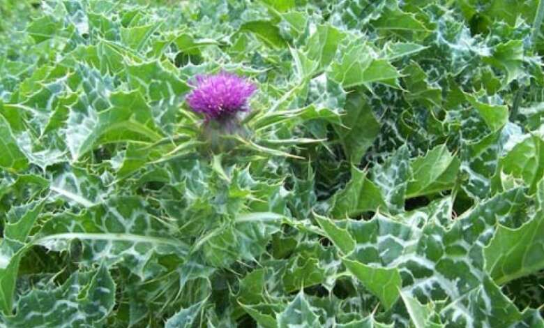 عشبة حليب الشوك