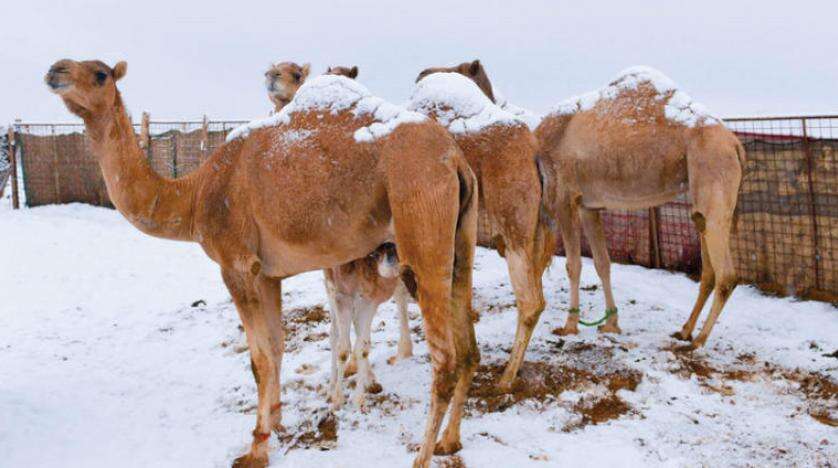 كتلة باردة تجتاح البلاد ودرجة الحرارة تصل إلى دون الصفر .. تحذير هام من الأرصاد السعودية