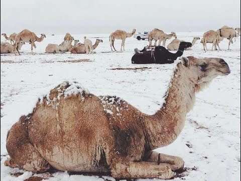 الثلوج تغطي 6 مدن في السعودية والحرارة تحت الصفر .. أجواء باردة لم تشهدها المملكة من قبل