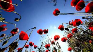 أجواء صيفية حارة وتحذيرات من عاصفة رياح قوية.. طقس سوريا